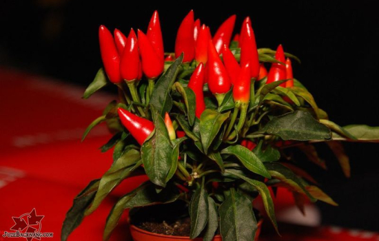 2009 - Maultaschen Wettessen